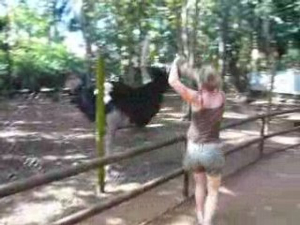 La danse de l'autruche