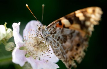 Counting butterflies eases anxiety