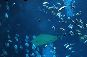 Fish are shrinking because of climate change