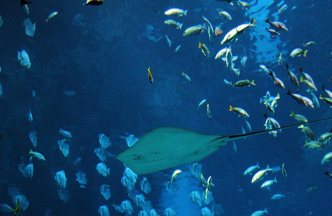 Fish are shrinking because of climate change