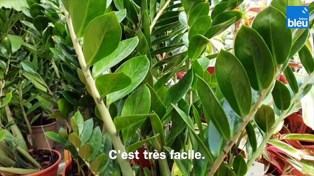 Roland Motte, jardinier : le zamioculcas, une plante d'intérieur idéale pour les débutants