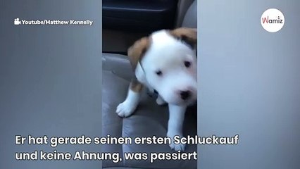 Dieser niedliche Welpe erschreckt sich an seinem Schluckauf und versucht, ihn loszuwerden (Video)
