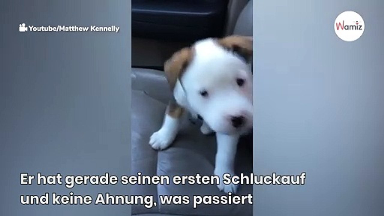 Dieser niedliche Welpe erschreckt sich an seinem Schluckauf und versucht, ihn loszuwerden (Video)