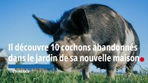 Il découvre 10 cochons abandonnés dans sa nouvelle maison à Allauch
