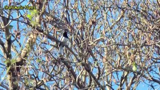 Oriental magpie-robin Song Sound