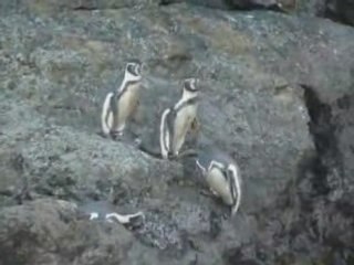 Les pingouins de l'île de Chiloé au Chili