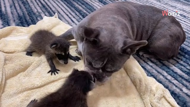 Ces bébés ratons laveurs pensent qu’un Bouledogue est leur papa : 145K personnes sont fans (Vidéo)