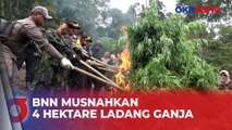 Berawal dari Temuan 200 Kg Ganja, BNN Musnahkan 4 Hektare Ladang Ganja di Aceh Besar