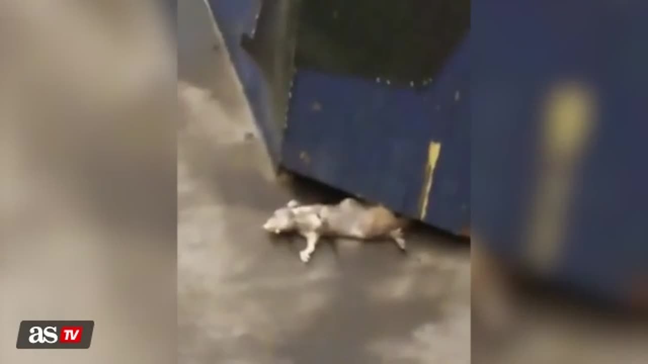 Enormous rat spotted in New York subway - Vídeo Dailymotion