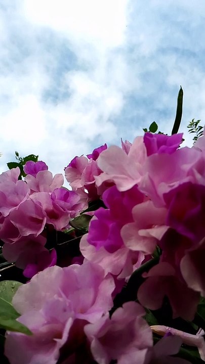 my garden