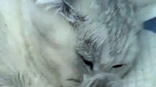 mama cat with kitten| lovely cat and kitten