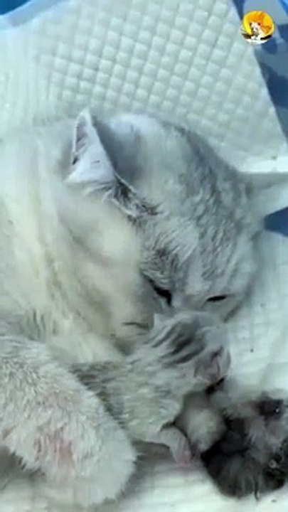 mama cat with kitten| lovely cat and kitten