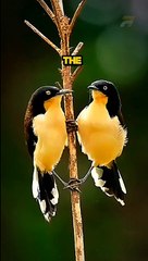 Black-capped donacobius short fact