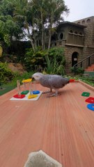 Parrot Stacks Items Based on Color and Shape