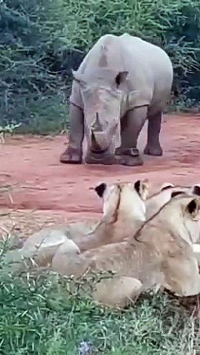 3 Lions Vs Rhino