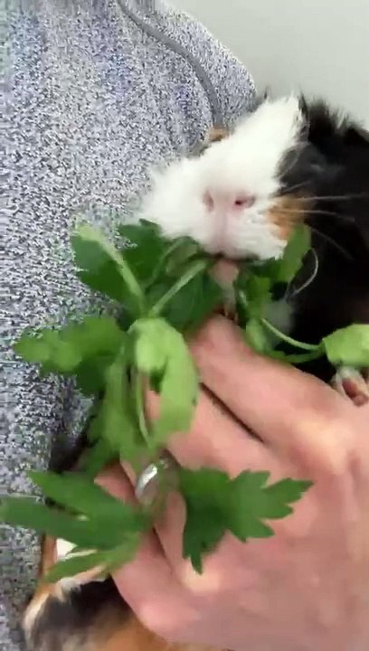 Milo Is a Parsley Eating Machine