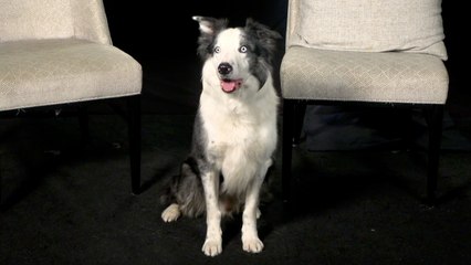 Behind the Scene: How the Dog from 'Anatomy of a Fall' Learned to Play Dead on Screen | THR Video