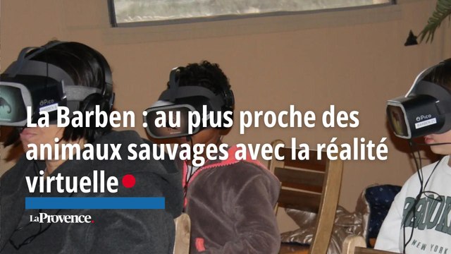 Parc animalier de La Barben : les ours et les loups sont de sortis grâce à la réalité virtuelle