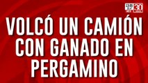 Volcó un camión con ganado en Pergamino