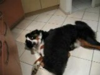 Ché et Brando à son arrivée à la maison