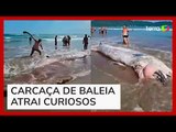 Baleia em decomposição encalha e atrai banhistas no litoral de São Paulo