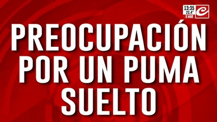 Preocupación por un puma suelto en Posadas