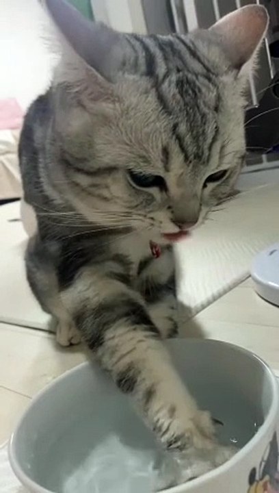 Funny Cats  #cute #cat #short #funny #funnyvideo #funnyanimals #funnyshorts #cat #cutecat #funnyc