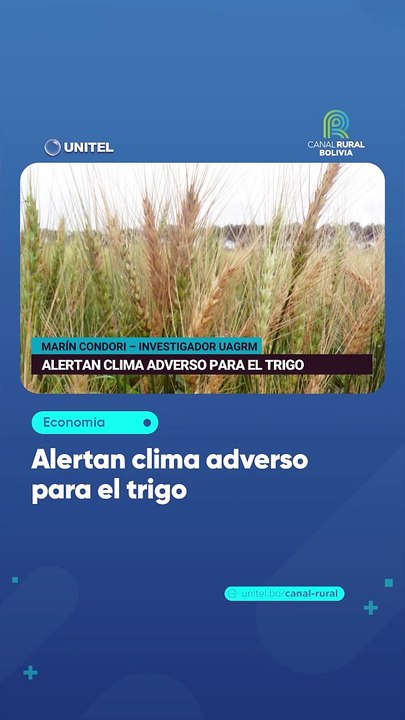 Alertan clima adverso para el trigo