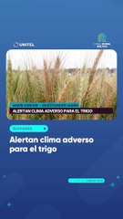 Alertan clima adverso para el trigo