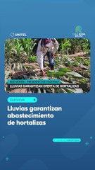 Lluvias garantizan abastecimiento de hortalizas