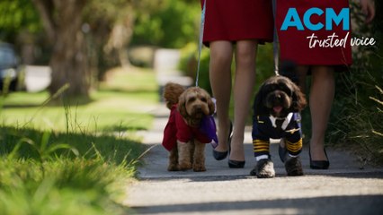 Puppies on planes: Virgin Australia to introduce onboard pet services