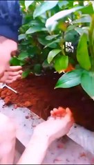 Proses Pemakaman Kucing Korban Tabrak Lari