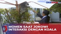 Momen Presiden Jokowi Beri Makan Koala di Sela Makan Siang KTT ASEAN-Australia