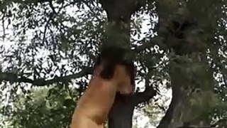 This Morning Lion Climbed A Tree Attempting To Claim And Take Over The Kill That Belongs To The Leopard
