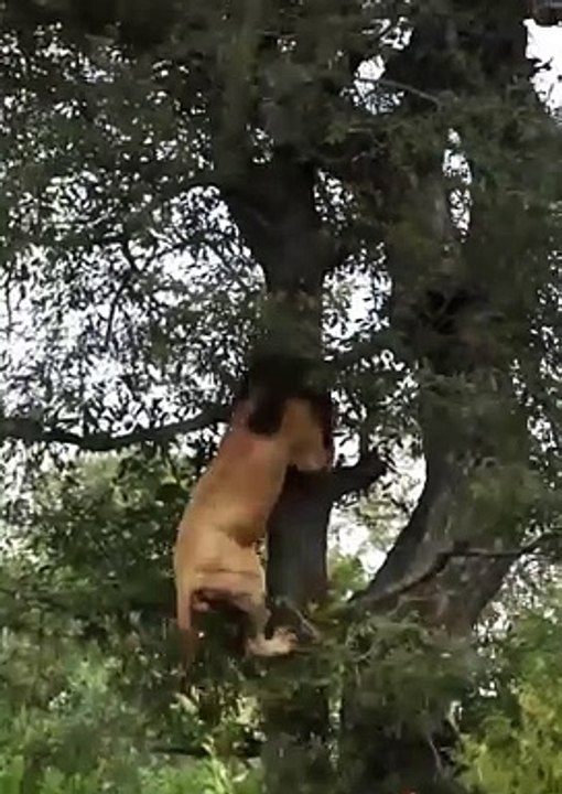 This Morning Lion Climbed A Tree Attempting To Claim And Take Over The Kill That Belongs To The Leopard