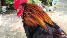 Serama