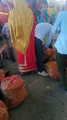 मुहाना मंडी में गाजर की धूम