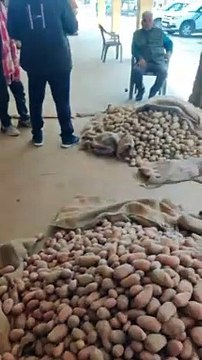 ​महा​शिवरात्रि कल : आलू बड़ी मात्रा में बिक्री के आया मंडी में