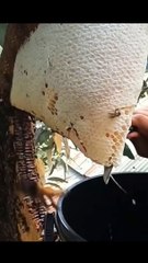 Bear hunting salmon fish migration