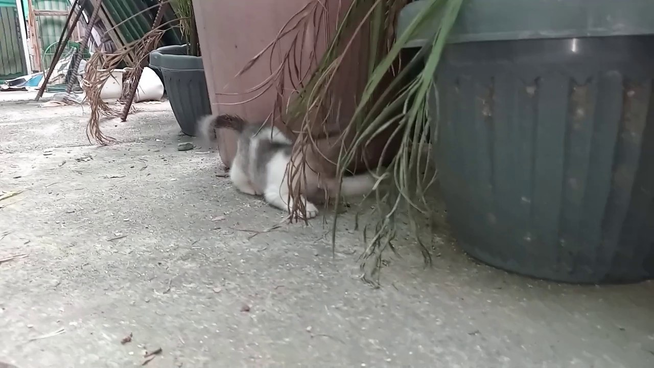 KITTENS PLAY GROUND