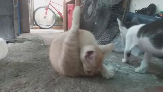 When TOUGH Kittens Chills w/ BIG boss Cat. Cute Cat Cat Videos