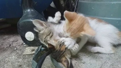 How kitten train to be ALPHA.  Cat videos for Cats to watch Cat Sound Meow