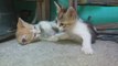 HOW a  SIGMA Kitten FIGHTs Back ...Kittens Cats Meow Cat videos