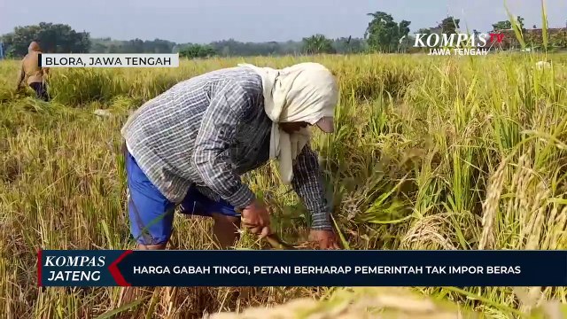 Harga Gabah Tinggi, Petani Berharap Pemerintah Tak Impor Beras