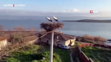 Yaren leyleğin ardından eşi Nazlı'da balıkçı Adem Amca'nın yanına geldi