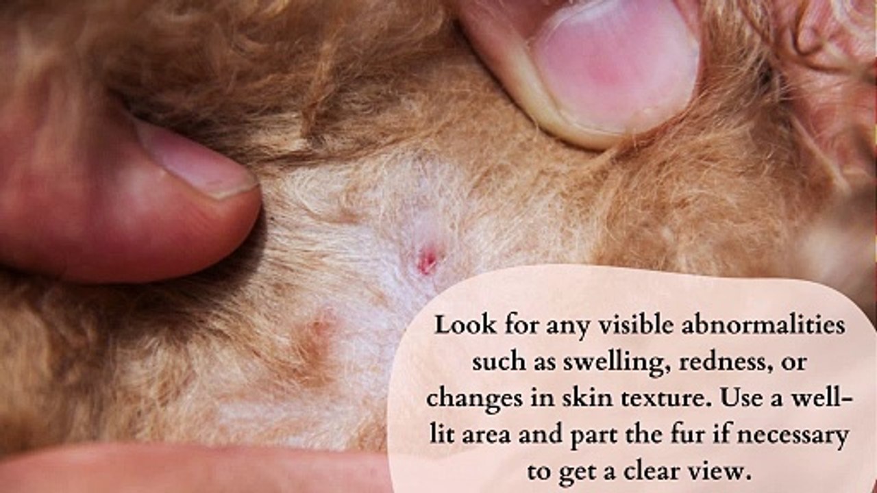 Way to Check Lumps and Bumps on Dogs - video Dailymotion