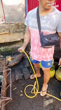 Hero Saves Dogs from Dog Meat Market! || Heartsome