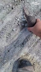 Adorable Baby Armadillos Follow Their Human BFF! 