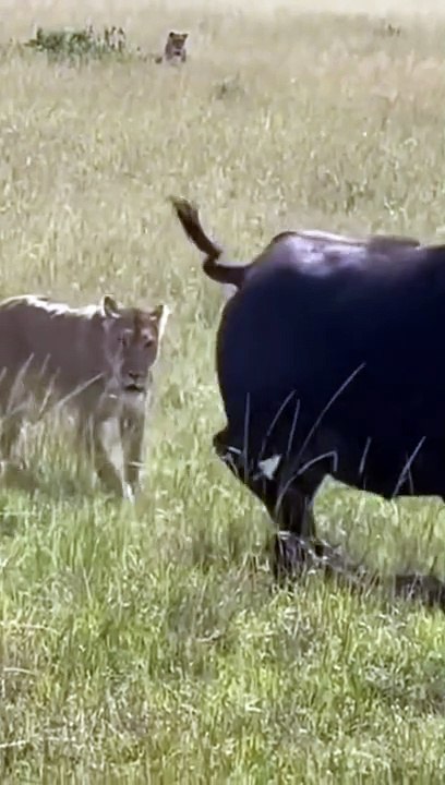 Wildlife:A mother buffalo's unwavering love and courage in the face of danger 
