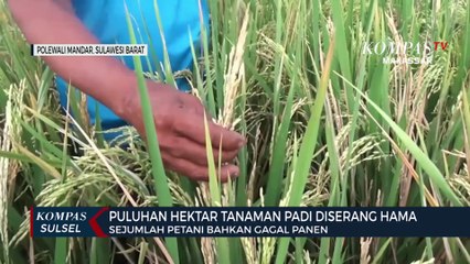 Puluhan Hektar Tanaman Padi Diserang Hama, Petani Gagal Panen